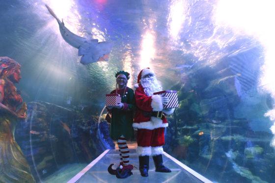 Penguins help save magic of Christmas in Sea Life’s virtual Santa’s grotto