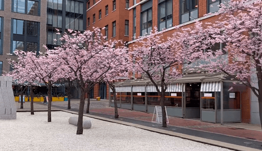 New vlog: don’t miss the cherry blossom on Westside