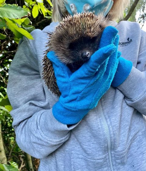 It’s ‘hurray’ from hedgehogs for Westside bank worker’s rescue work