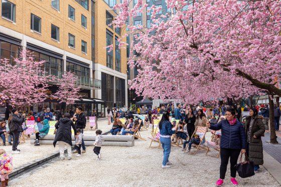 Brindleyplace Welcomes Spring with Music and Cherry Blossom Celebrations
